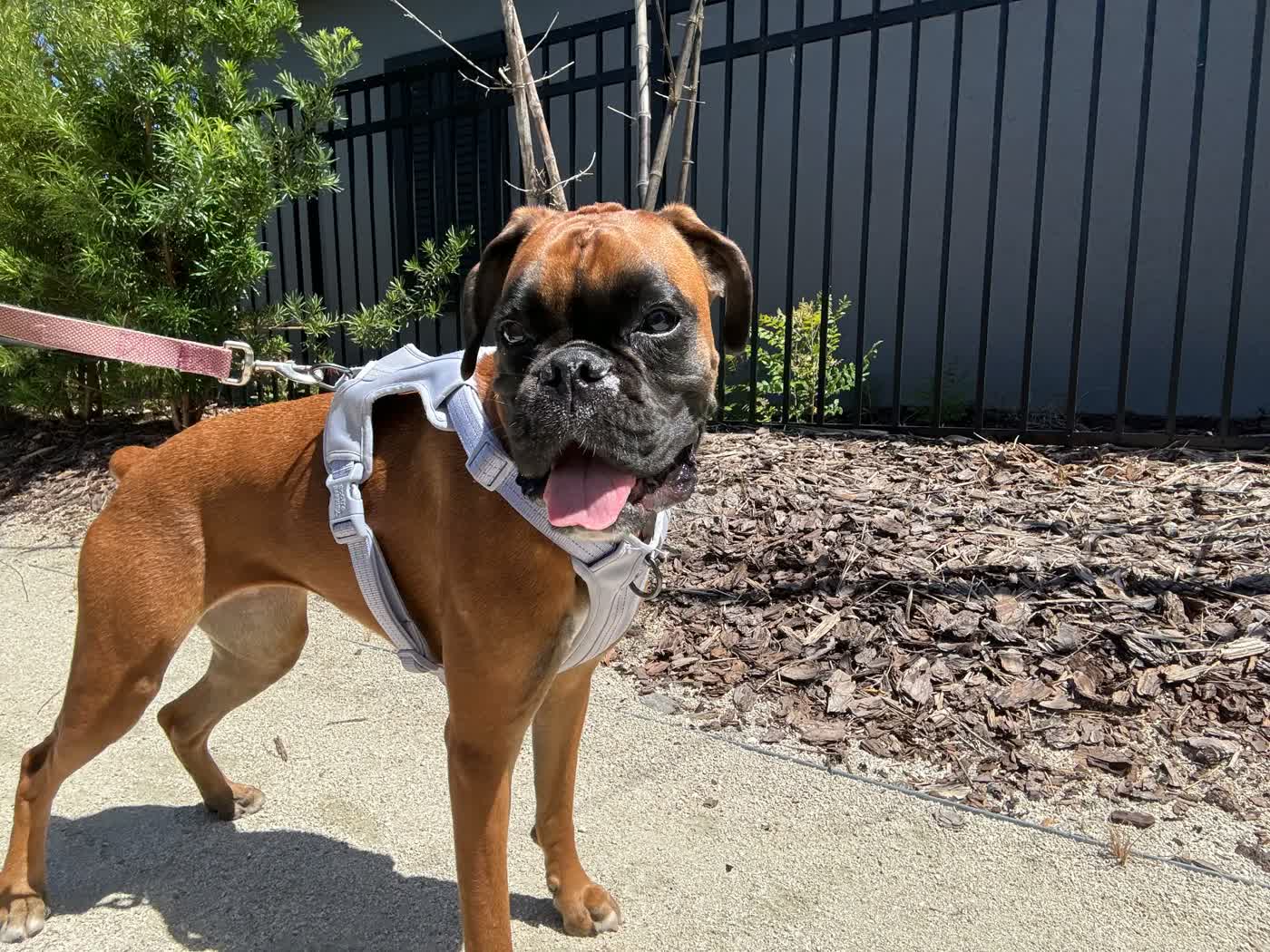 Kali, a fawn boxer, standing on a sunny concrete path in her harness
