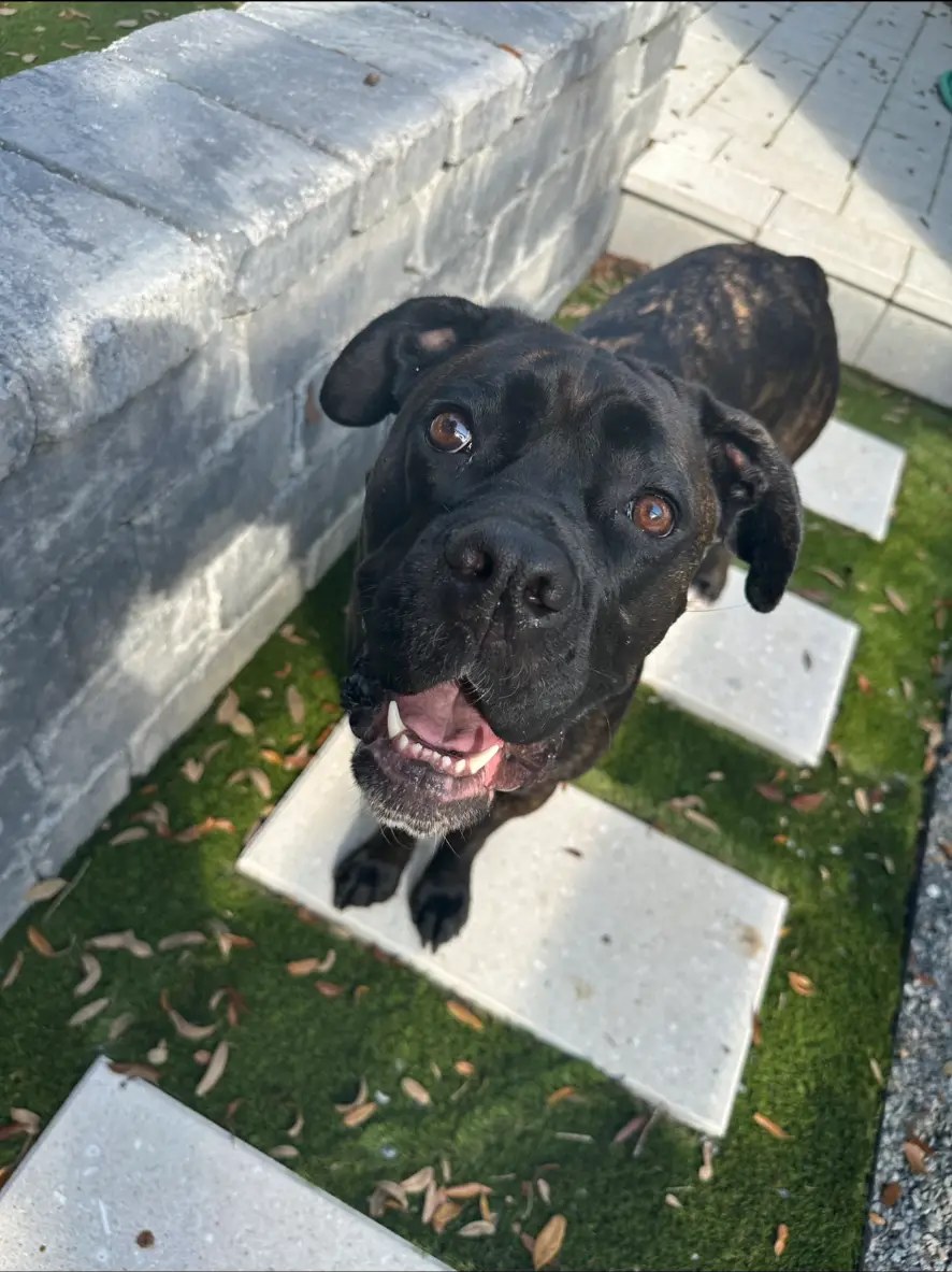 A brindle boxer mix on garden stepping stones during a Nik Nak visit