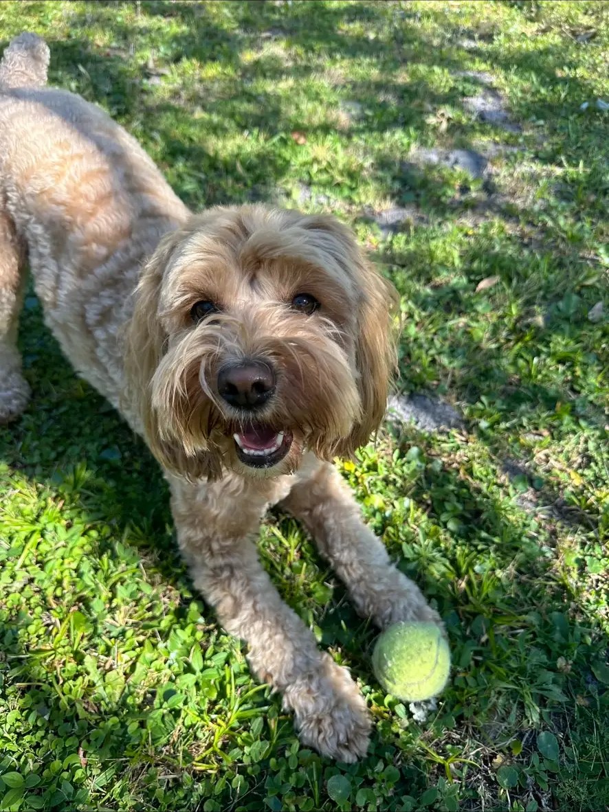 Golden doodle grinning in the grass beside a tennis ball