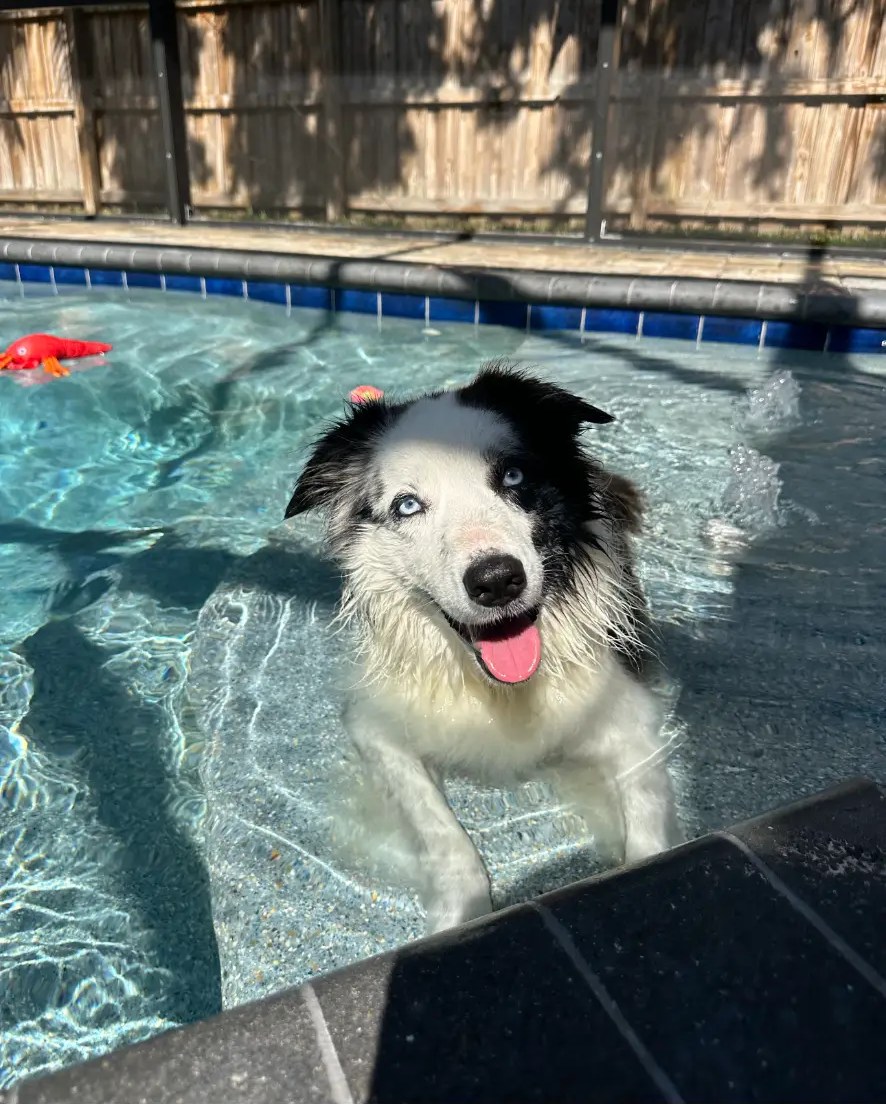 A black and white border collie cooling off in the pool during a Nik Nak Pet Care visit