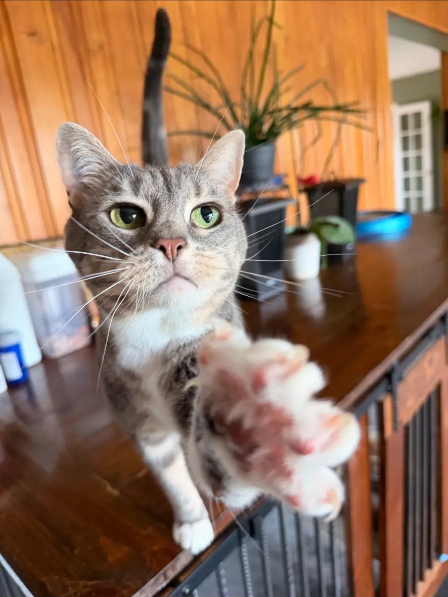 Grey tabby cat reaching out a paw during a drop in visit