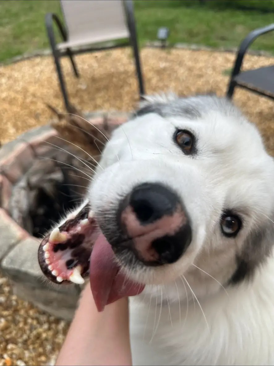 A fluffy white dog leaning in for a kiss by the fire pit