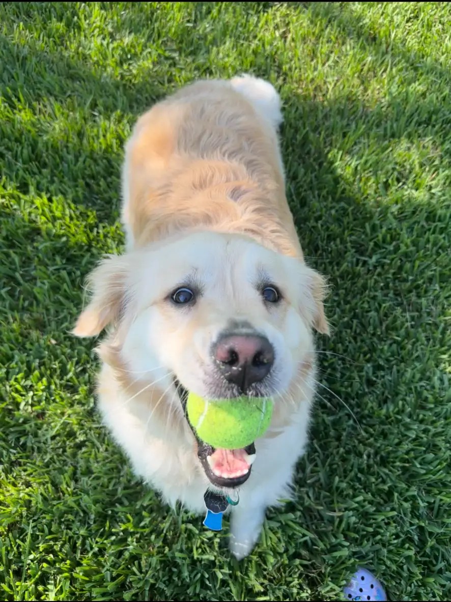 A golden retriever mix holding a tennis ball on the grass during a Nik Nak visit