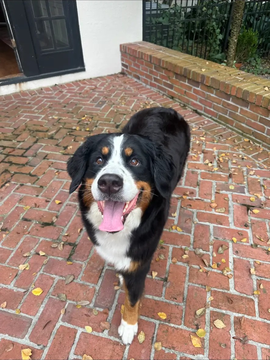 Happy Bernese mountain dog greeting their pet sitter