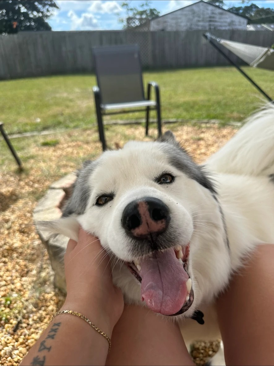 A smiling white dog enjoying attention during a Nik Nak Pet Care visit