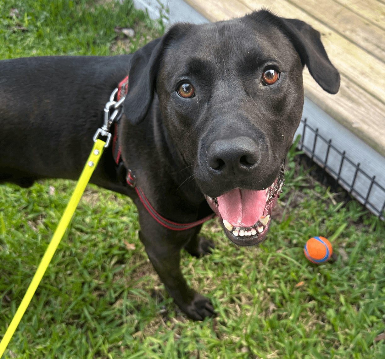 Koa, a black lab, smiling on a leashed walk beside his ball