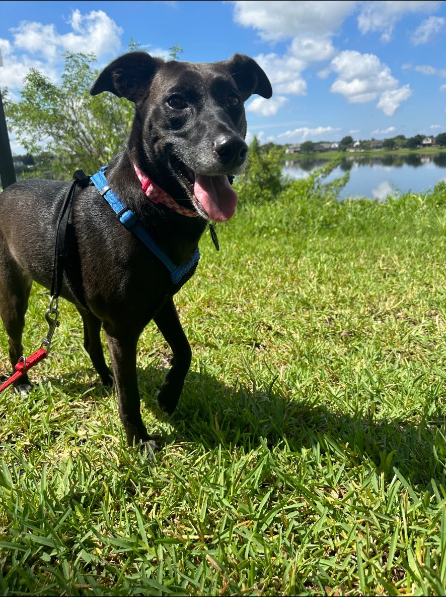 A happy black dog on a sunny green lawn during a Nik Nak visit