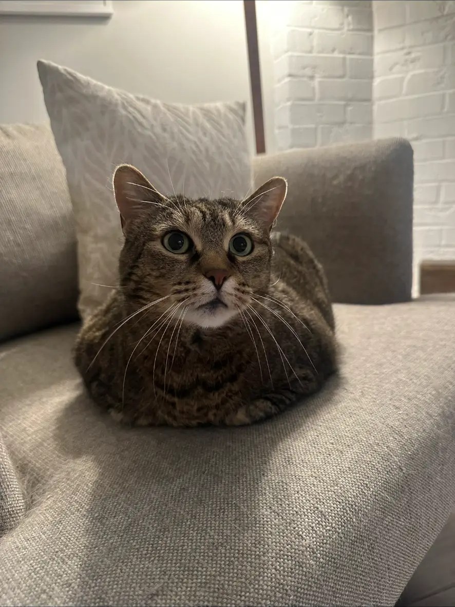 Tabby cat relaxing on the couch during a drop in visit