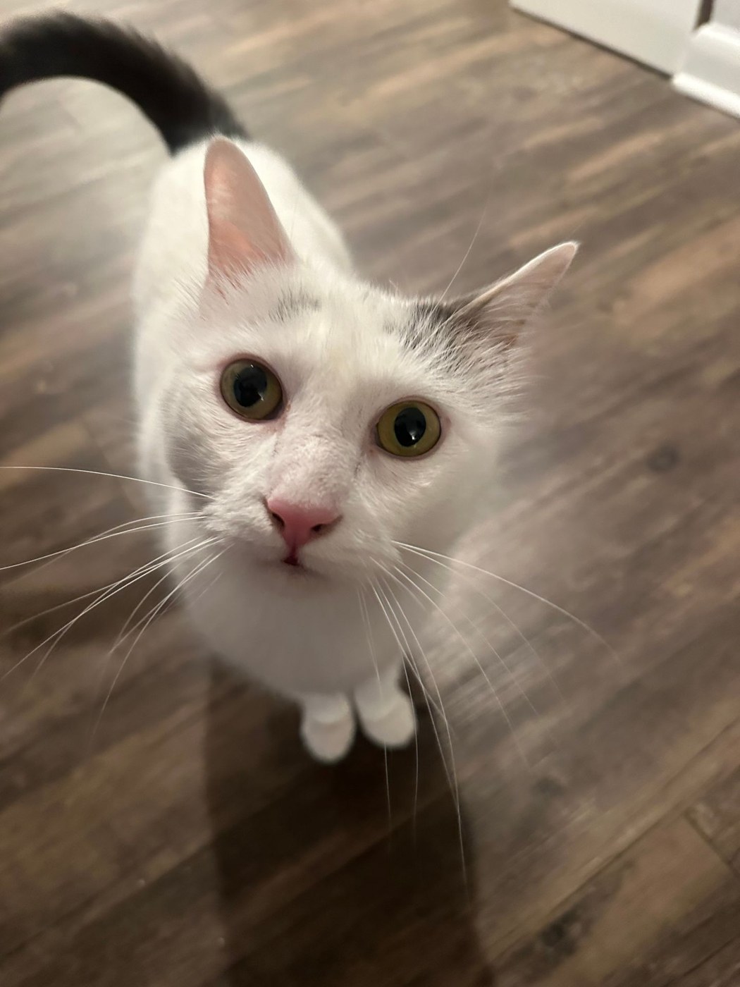 A white cat looking up during a Nik Nak drop in visit