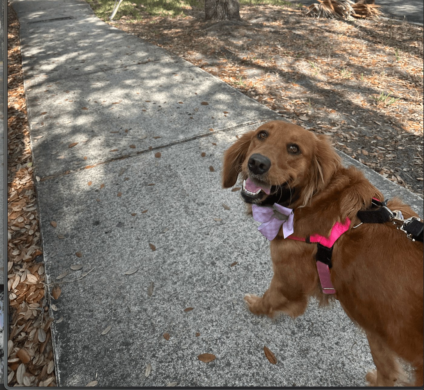 Golden doodle in a harness on a sidewalk walk