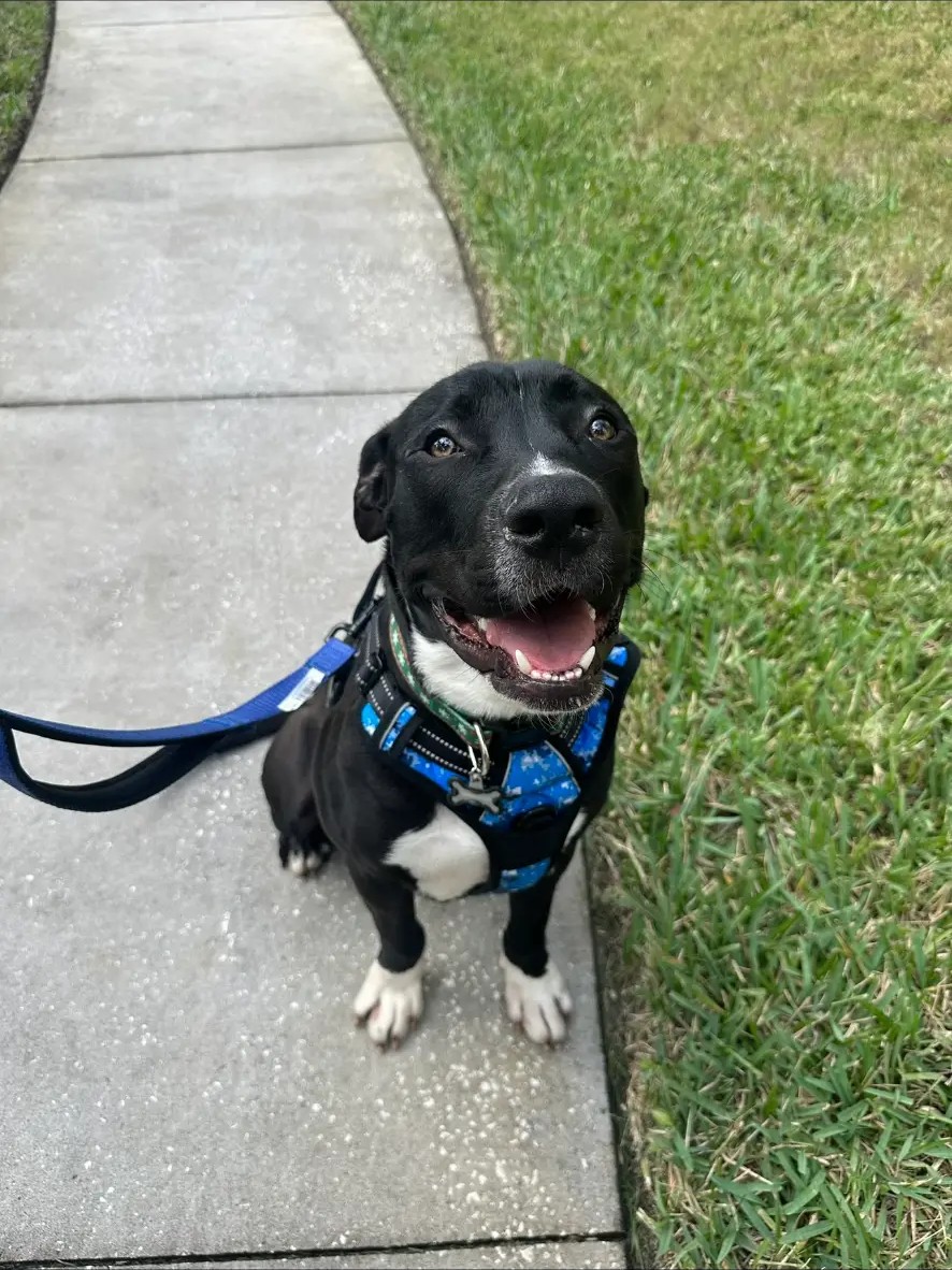 A happy black dog sitting attentively during a neighborhood walk