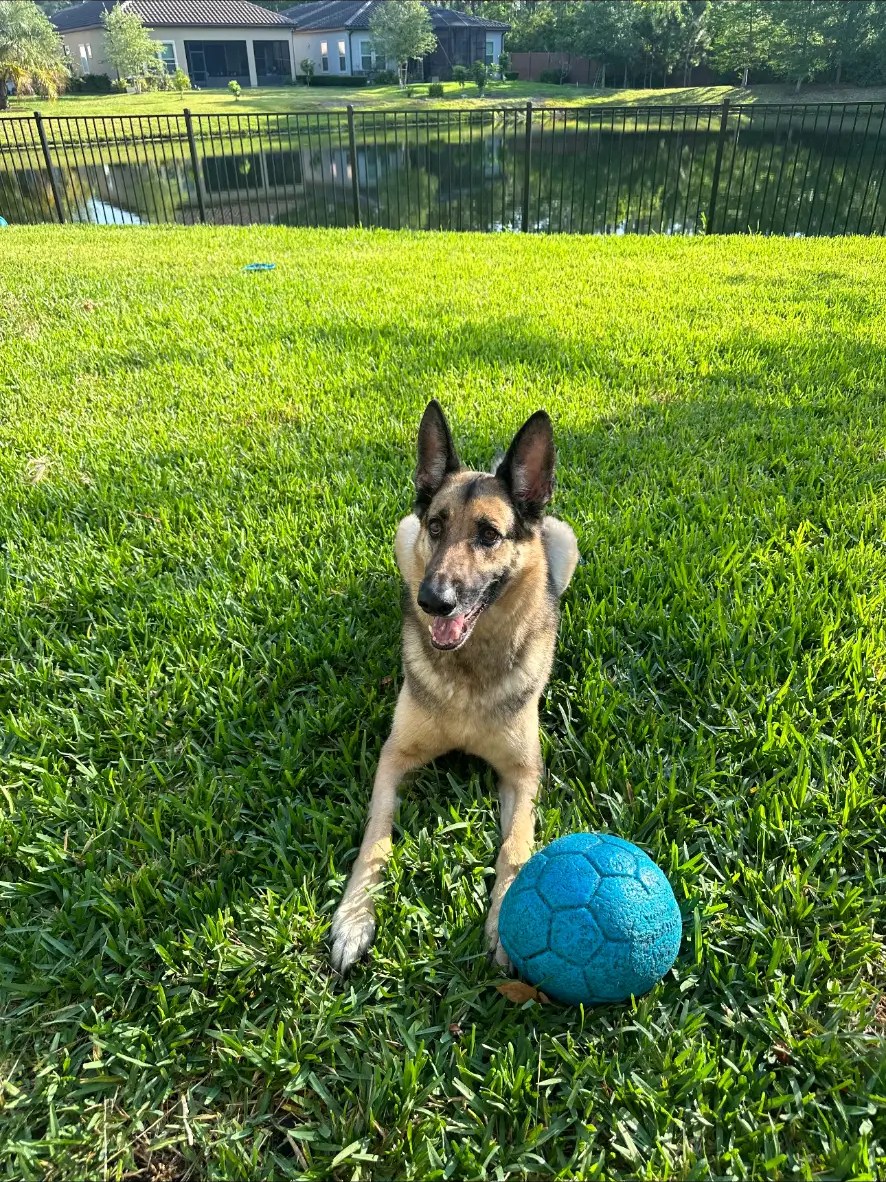 German shepherd lying on the grass with a blue ball