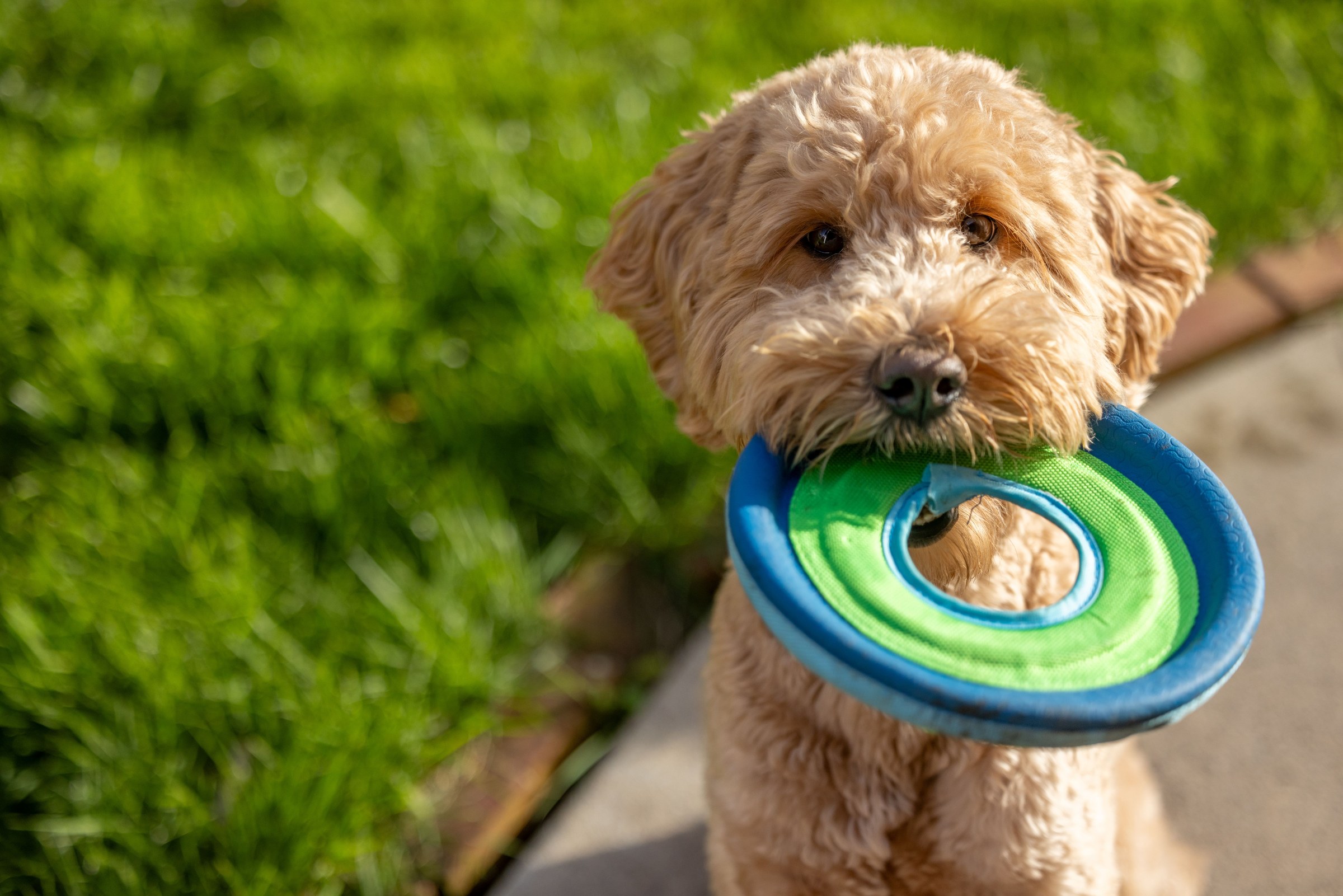 A fluffy light brown dog holding a ring toy, ready for a Nik Nak Pet Care visit
