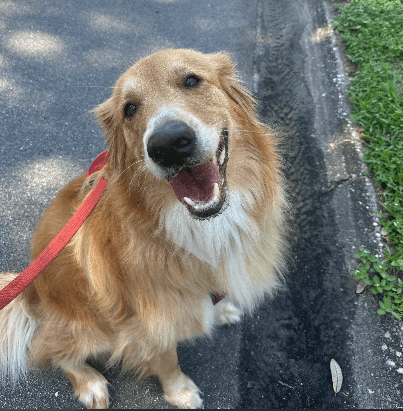 Dog Walking 