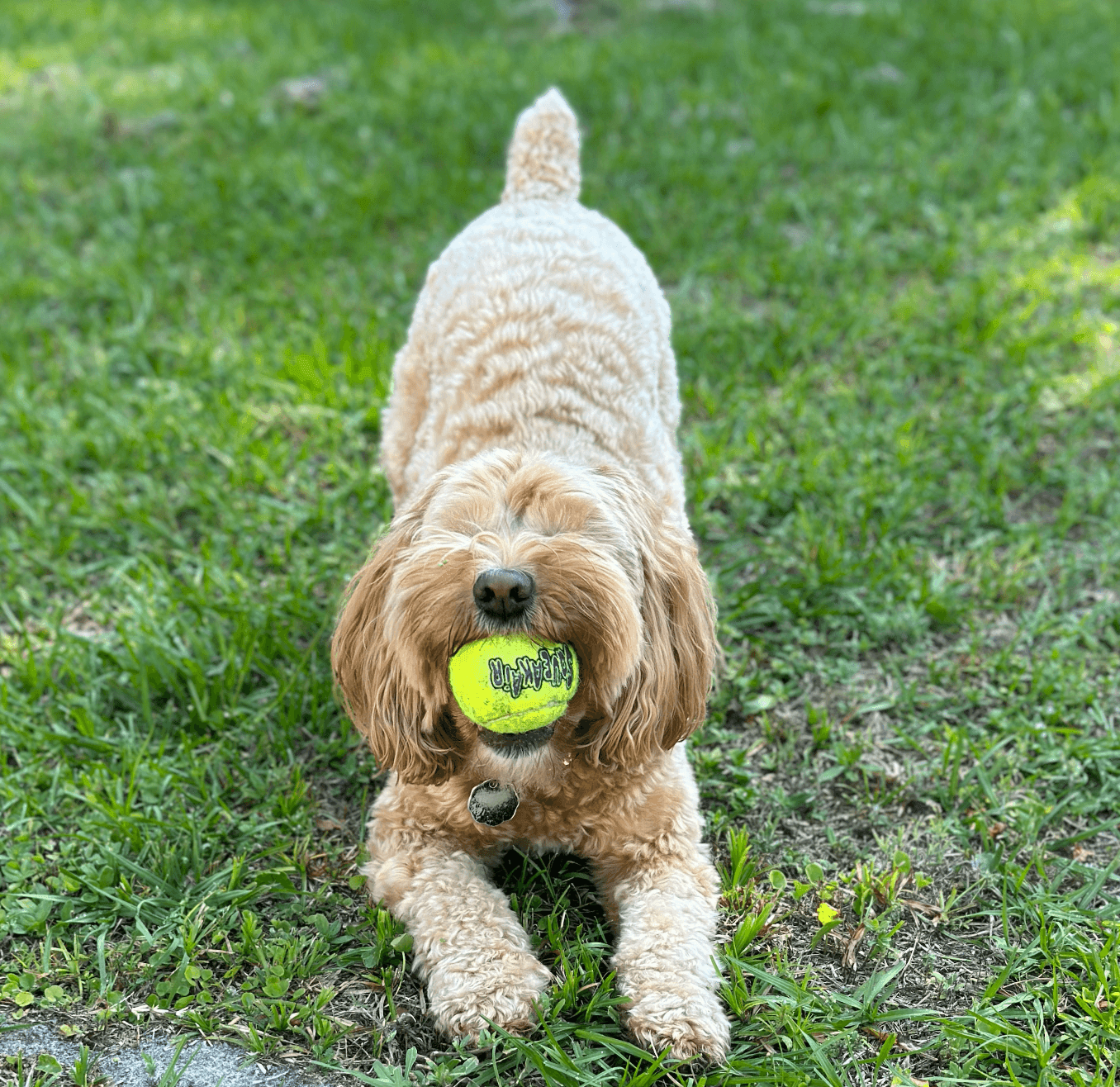 Personalized Pet Sitting